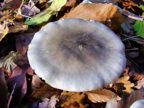 Clitocybe nebularis Stock Photos