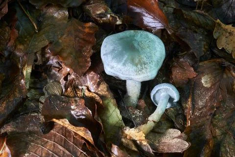 Clitocybe odora Foto stock