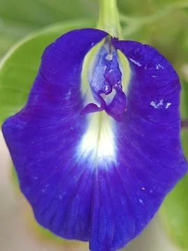 Clitoria Stock Photos