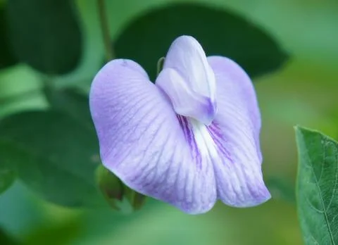 Clitoria ternatea in bloom Stock Photos