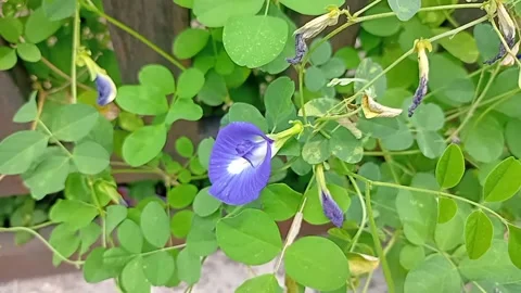 Clitoria ternatea of bunga telang Stock Footage 323352368