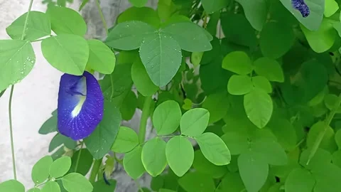 Clitoria ternatea of bunga telang Vídeos de archivo 332176335