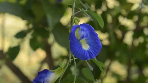Clitoria ternatea Stock Footage 212550391