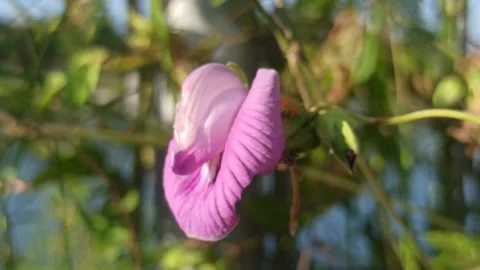 Clitoria ternatea Stock Footage 274405386