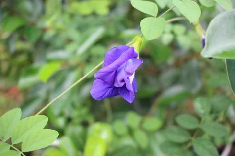 Clitoria ternatea L. Stock Photos