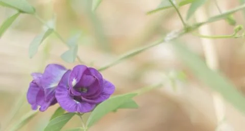 Clitoria ternatea L. Stock Photos