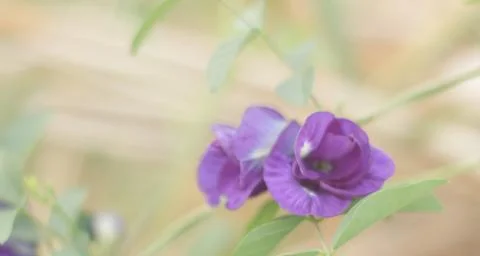 Clitoria ternatea L. Stock Photos