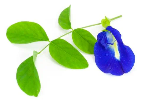 Clitoria ternatea Stock Photos