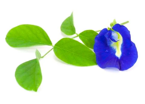 Clitoria ternatea Stock Photos