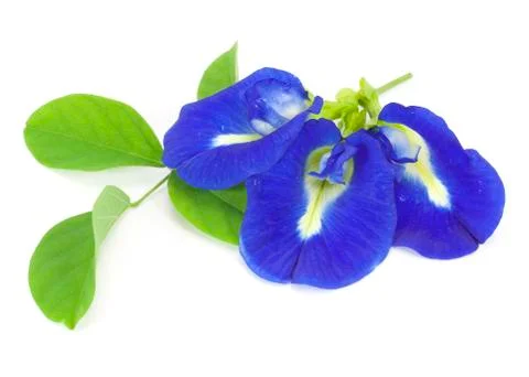Clitoria ternatea Stock Photos