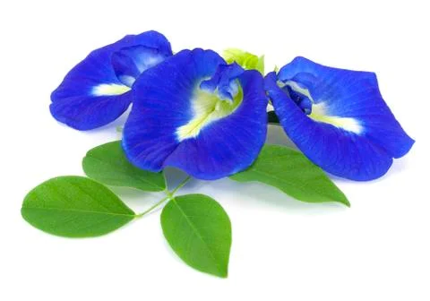 Clitoria ternatea Stock Photos