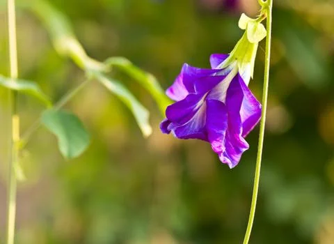 Clitoria ternatea Stock Photos