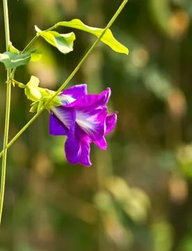 Clitoria ternatea Foto stock