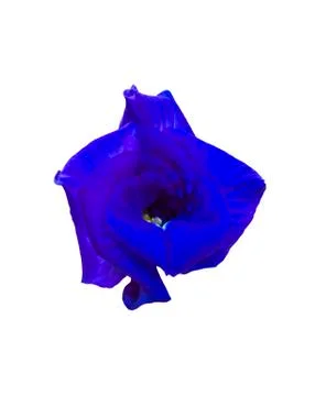 Clitoria ternatea Foto stock