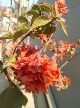 Clitoria ternatea Stock Photos