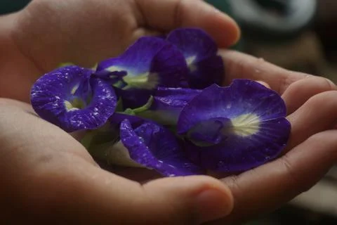 Clitoria ternatea Stock Photos