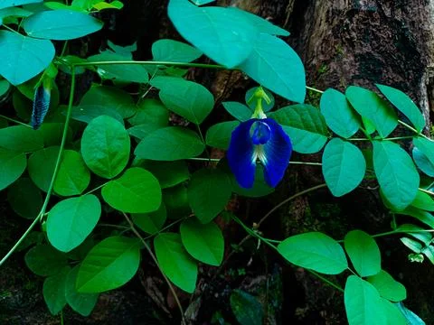 Clitoria ternatea Foto stock
