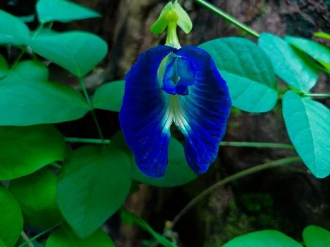 Clitoria ternatea Stock Photos
