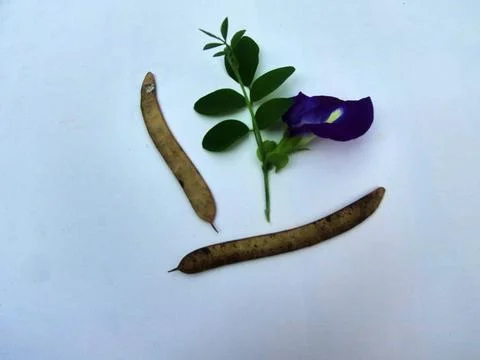 Clitoria ternatea Stock Photos