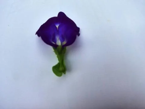 Clitoria ternatea Stock Photos