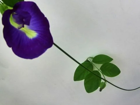 Clitoria ternatea Stock Photos
