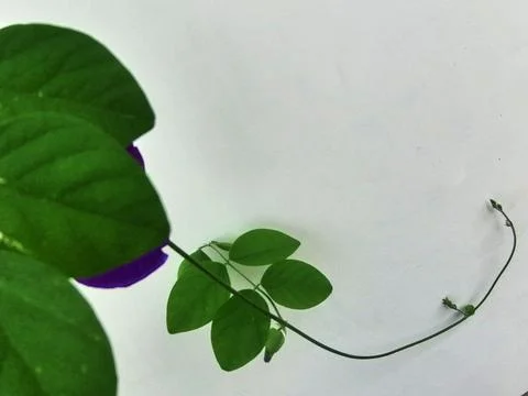 Clitoria ternatea Stock Photos