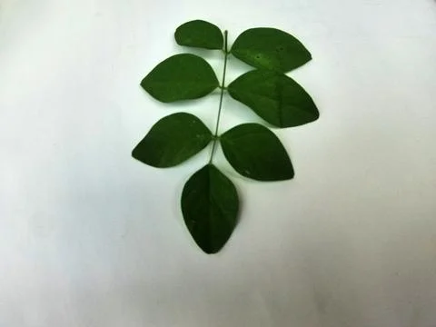 Clitoria ternatea Stock Photos