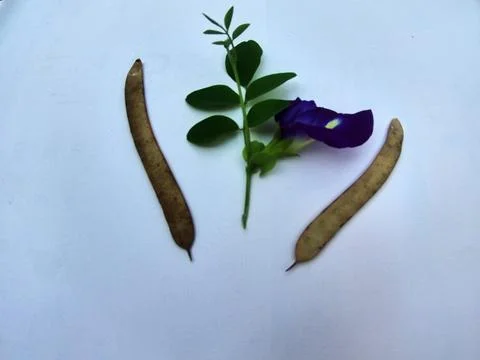 Clitoria ternatea Stock Photos