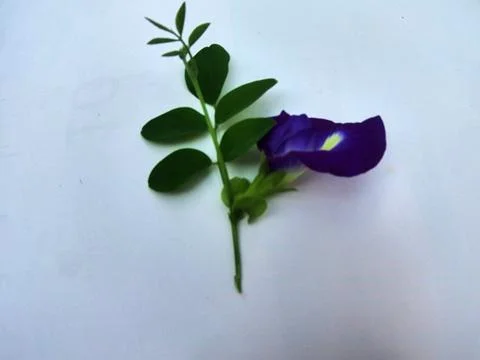 Clitoria ternatea Stock Photos