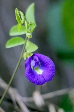 Clitoria ternatea Stock Photos