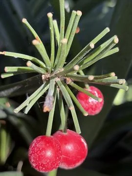 Clivia Berries Stock Photos