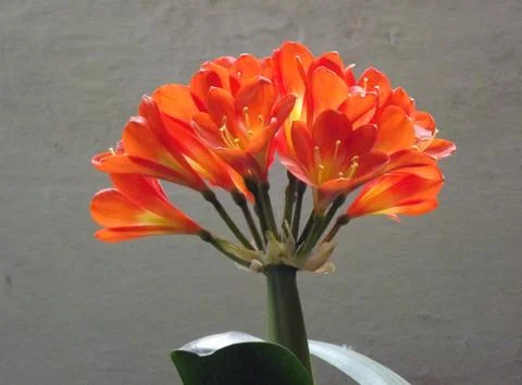 Clivia bloom Stock Photos