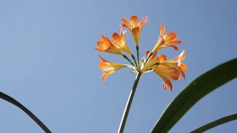 Clivia miniata against blue sky close-up Stock Footage 75835849