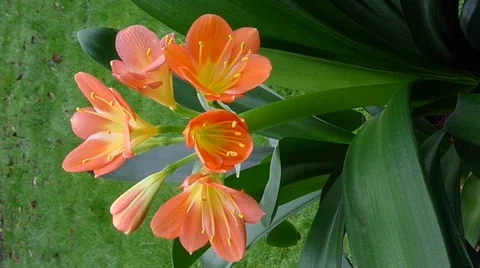 Clivia miniata In Bloom Video stock 1032043