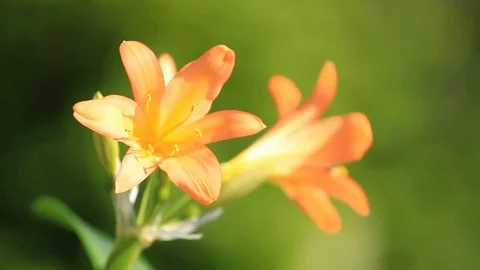 Clivia miniata blooms on a green background Video stock 76347381
