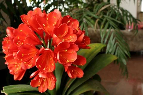 Clivia miniata flower Foto stock