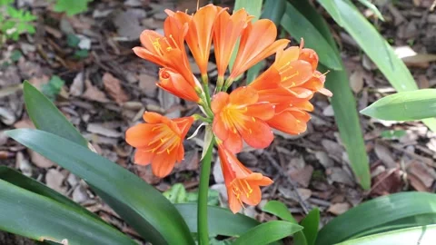 Clivia miniata Stock Footage 269740665