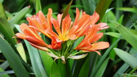 Clivia miniata Stock Footage 269740673