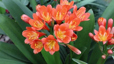 Clivia miniata Stock Footage 269740826