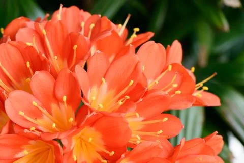 Clivia miniata in full bloom Stock Photos