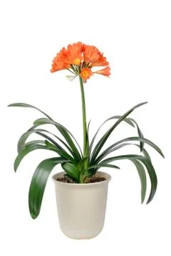 Clivia miniata in full bloom Stock Photos