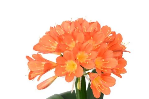 Clivia miniata in full bloom Stock Photos