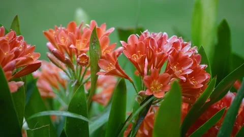 Clivia miniata, the Natal lily or Bush lily. Close up of flower Clivia mini.. Stock Footage 250939594