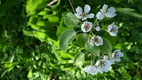 Cllose up of flowers on a peer tree Видео 334122881