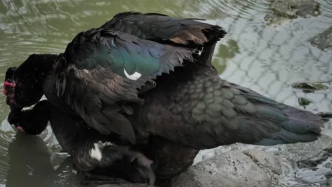 (Cloaca) Duck mating, Stock Footage 140748839