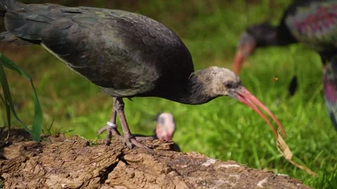 Cloae up of a Bold ibis Stock Footage 252158412
