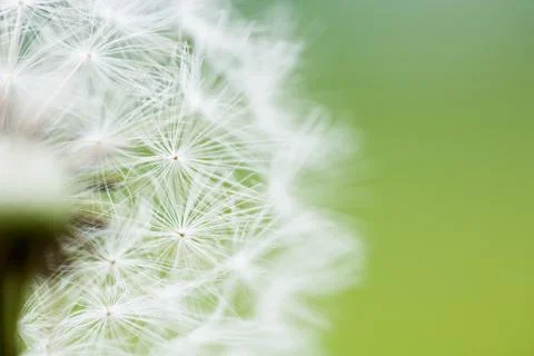 Clock dandelion seeds Stock Photos