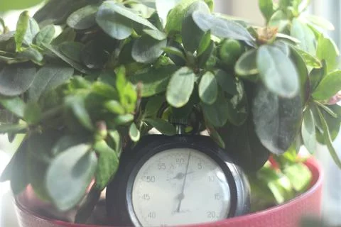 Clock in greenery Foto stock