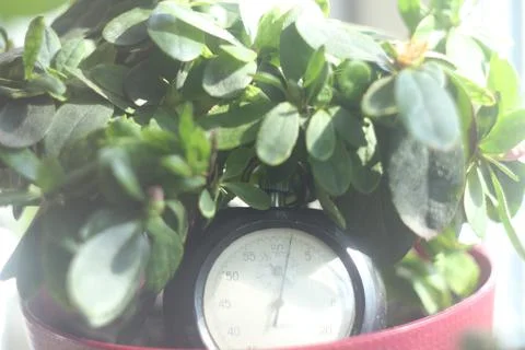 Clock in greenery Foto stock