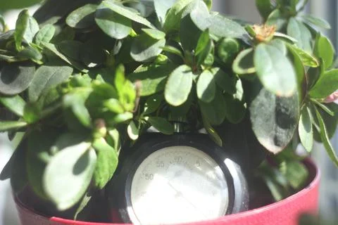 Clock in greenery Foto stock